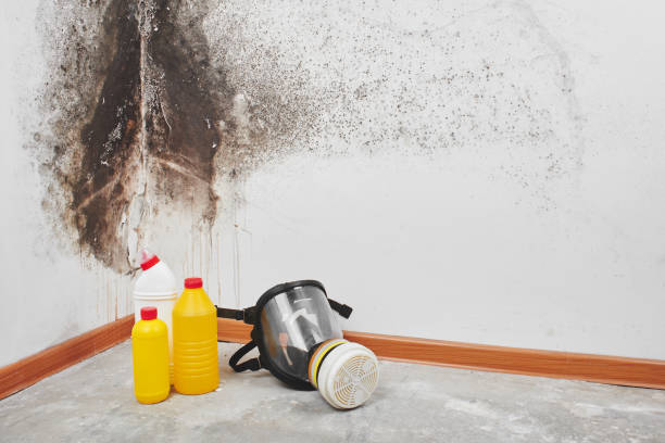 Best Commercial Mold Removal  in Redding, CA