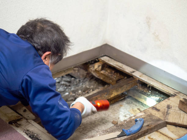 Best Mold Removal Specialists  in Redding, CA