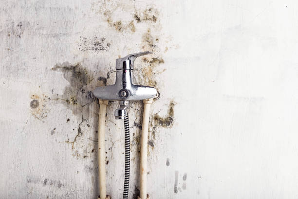 Best Same-Day Mold Removal  in Redding, CA
