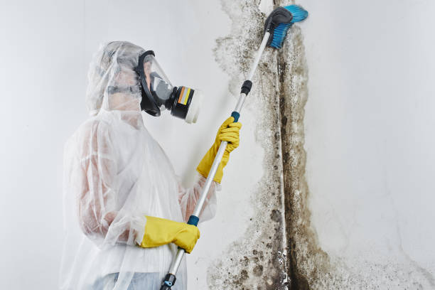 Best Residential Mold Removal  in Redding, CA