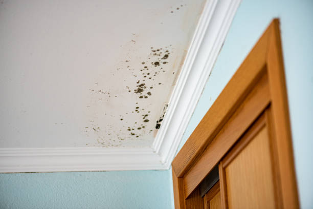 Best Mold Cleaning Services  in Redding, CA