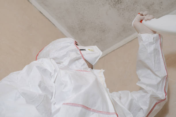 Best Mold Damage Repair  in Redding, CA