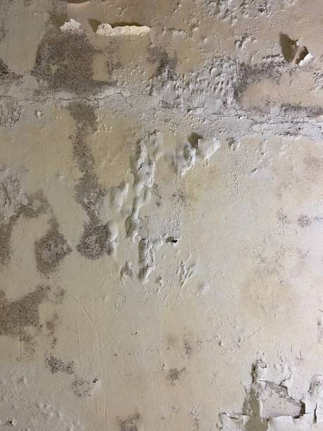 Redding, CA Mold Removal Company